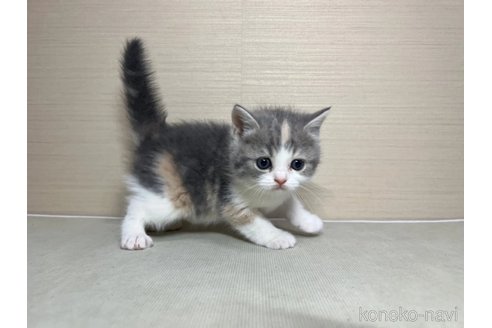成約済の茨城県のスコティッシュフォールド-72038の4枚目